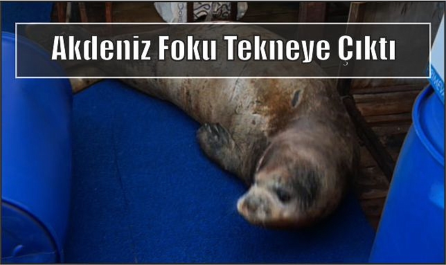 Akdeniz Foku tekneye Çıktı