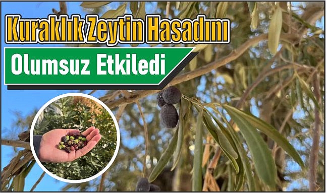 Kuraklık zeytin hasadını olumsuz etkiledi